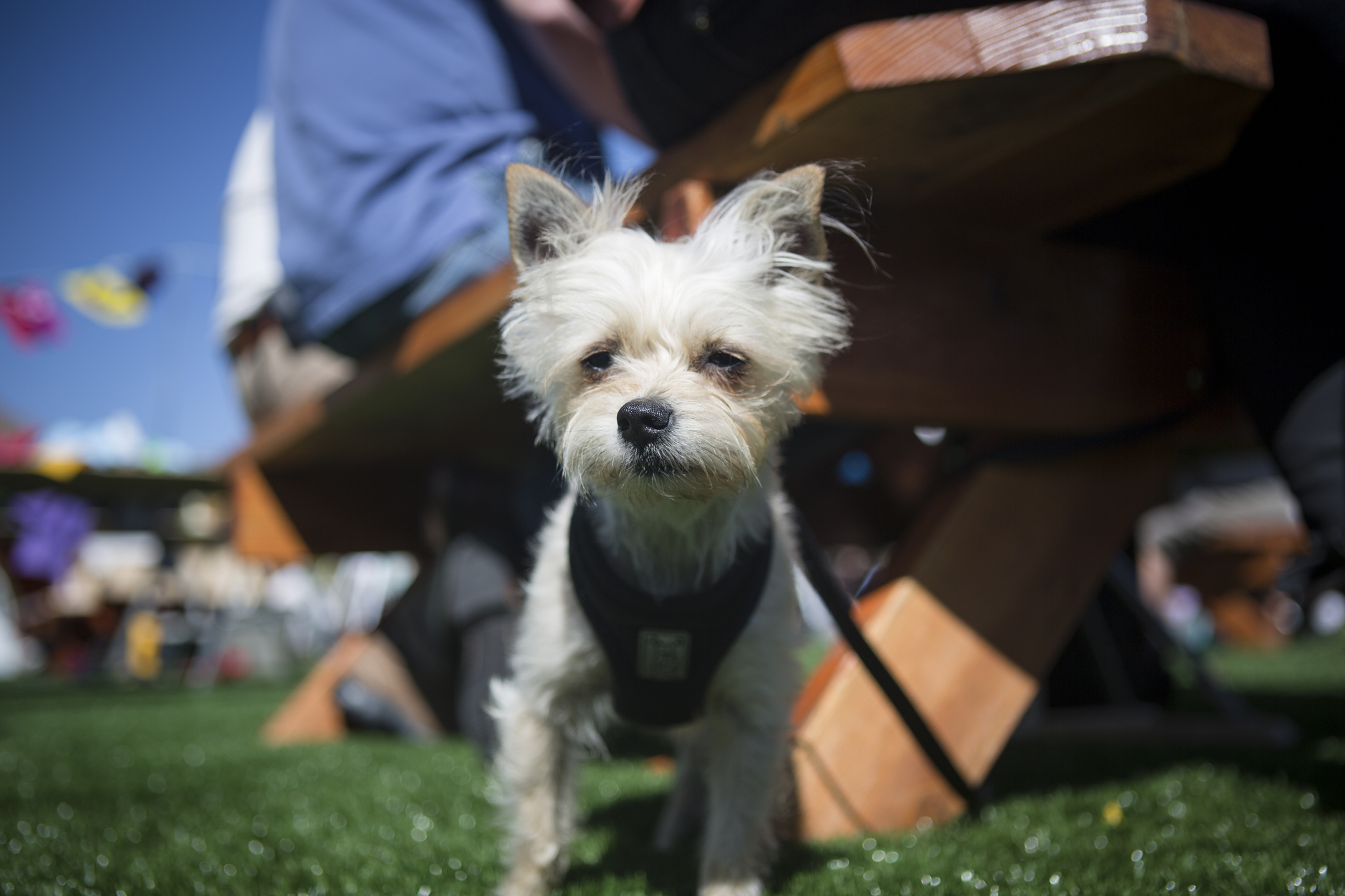 Animals clearly show emotions, says science historian Laurel Braitman in her TED Talk. Which leads to the question: do you understand your pet's feelings? Photo: Kris Krüg/TED