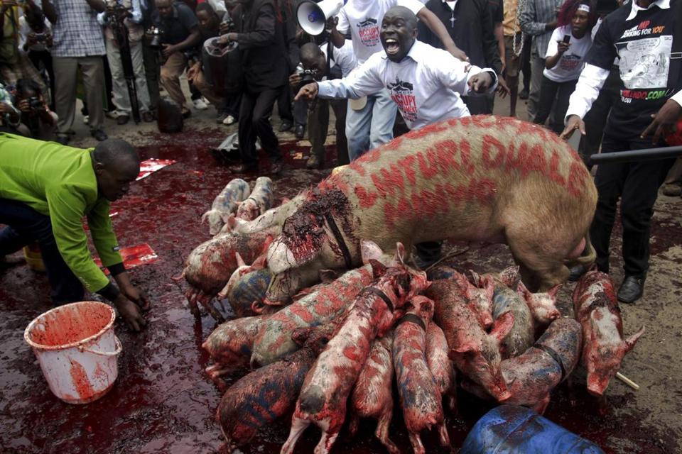 Mwangi and fellow activists wrote the names of government ministers on pigs in blood to demonstrate against the greed of Kenya's members of parliament, who were seeking higher salaries. Photo: Boniface Mwangi